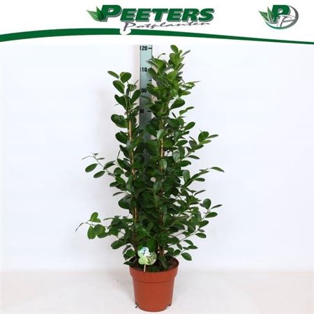 <h4>Ficus microcarpa 'Moclame'</h4>