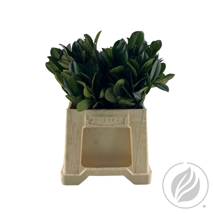 <h4>Laurier 40cm</h4>