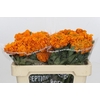 Tagetes Marigold Promise Orange
