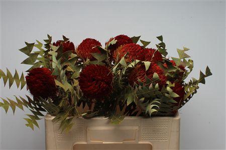 <h4>Banksia Baxteri Red</h4>