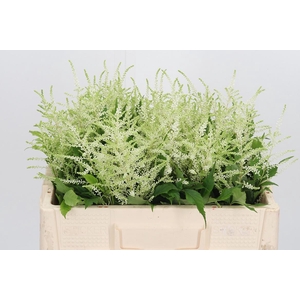 Astilbe Washingthon