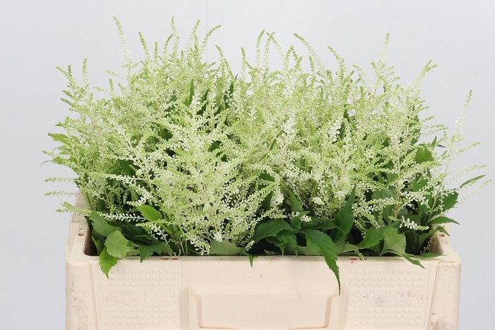 <h4>Astilbe Washingthon</h4>