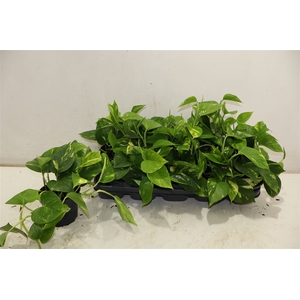 Epipr Aureum