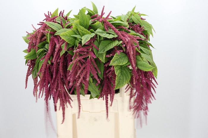 <h4>Amaranthus Caudatus Red Cord</h4>