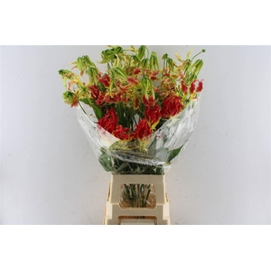 Gloriosa Southern Wind