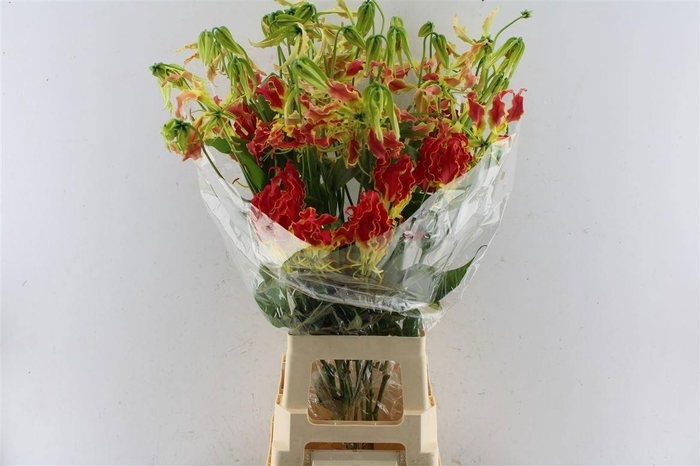 <h4>Gloriosa Southern Wind</h4>