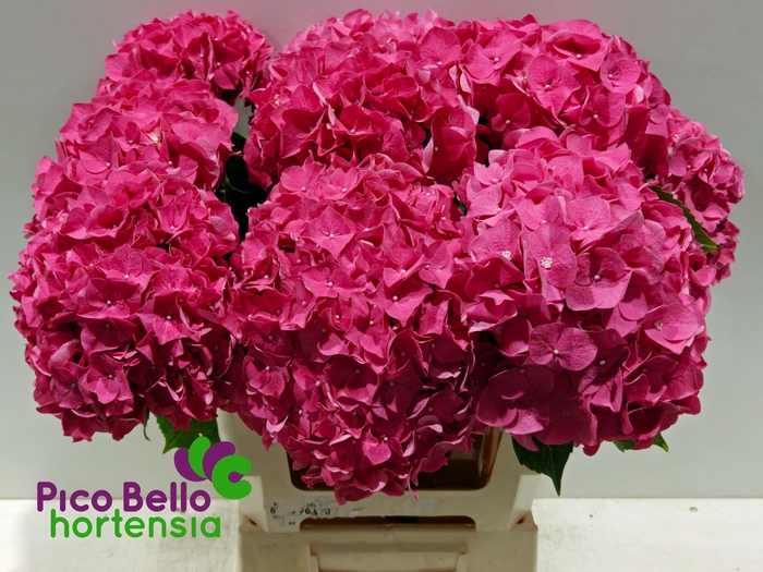 <h4>HYDR M CH RODEO RD</h4>