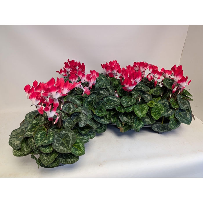 <h4>CYCL MD INDIAKA</h4>