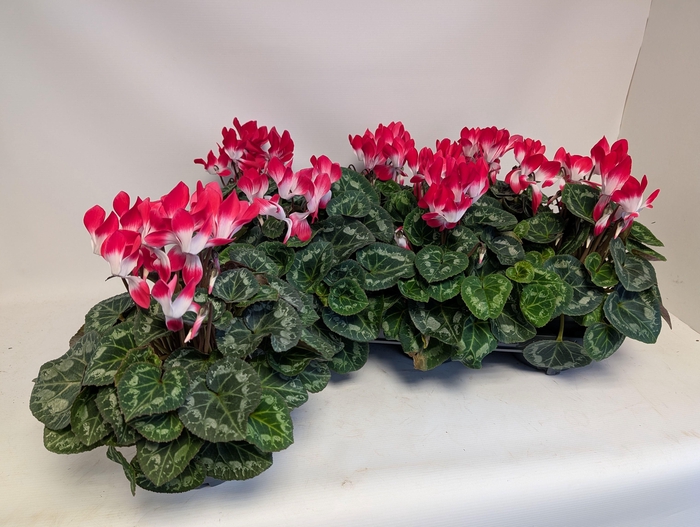 <h4>CYCL MD INDIAKA</h4>