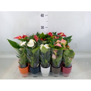 Anthurium andr.   ...mix  3
