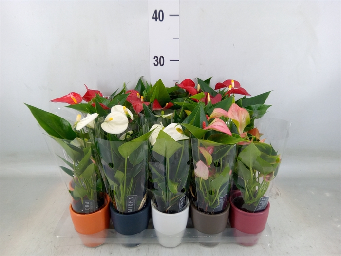 <h4>Anthurium andr.   ...mix  3</h4>