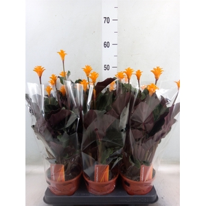 Calathea crocata