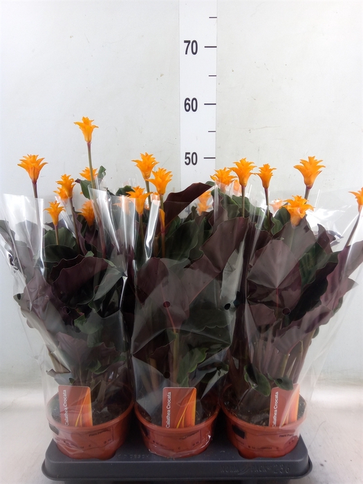 <h4>Calathea crocata</h4>