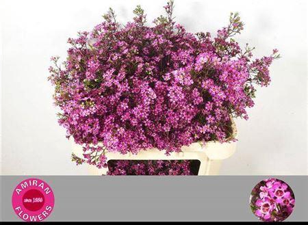 <h4>Chame Un Prince</h4>