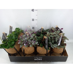 Planten Groen   ...mix  3