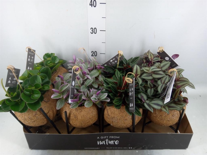 <h4>Planten Groen   ...mix  3</h4>