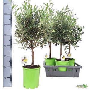 Olea Europaea