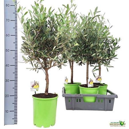 <h4>Olea Europaea</h4>