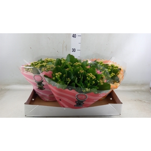 Kalanchoe blos.   ..rosebud mix  5