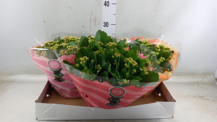 <h4>Kalanchoe blos.   ..rosebud mix  5</h4>