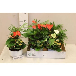 ARR ANTHURIUM