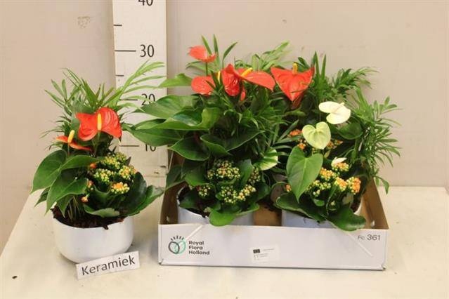 <h4>ARR ANTHURIUM</h4>