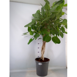 Ficus benghalensis 'Audrey'