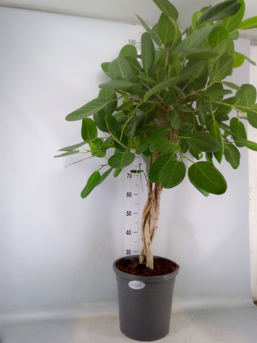 <h4>Ficus benghalensis 'Audrey'</h4>
