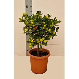CITR MICROCARPA