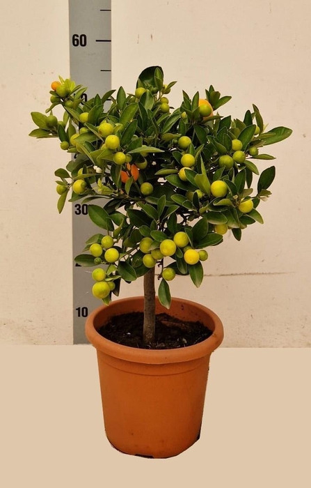 <h4>CITR MICROCARPA</h4>