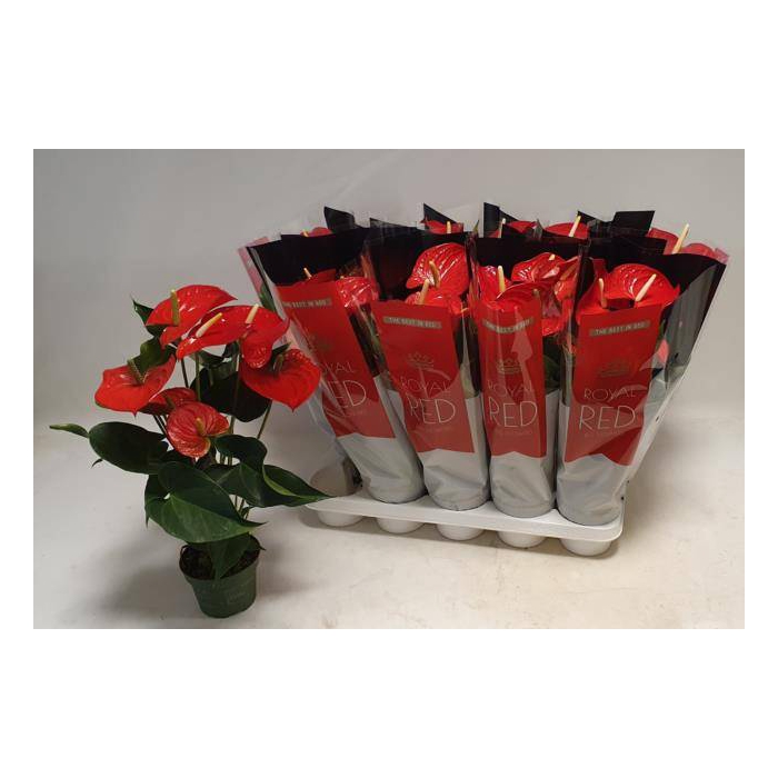 <h4>Anthurium Querida 12Ø 50cm 5fl</h4>