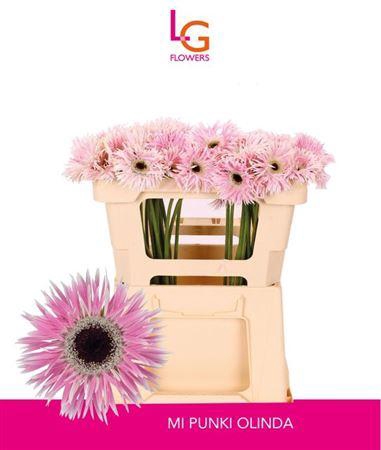 <h4>Ge Mi Spi Punki Olinda</h4>