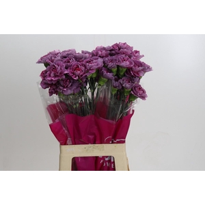 Dianthus St Hypnosis