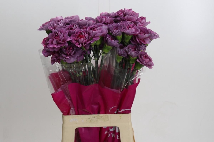 Dianthus St Hypnosis