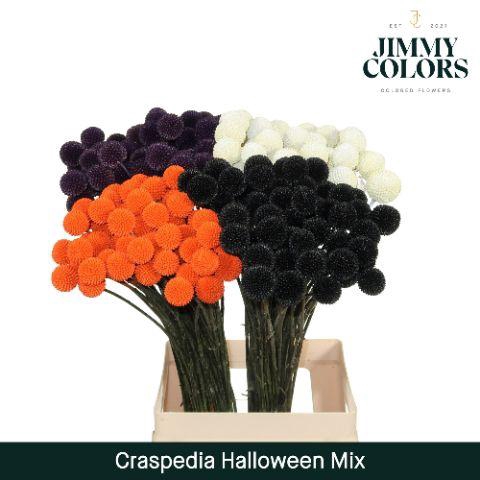 <h4>Craspedia L70 Halloween Mix</h4>