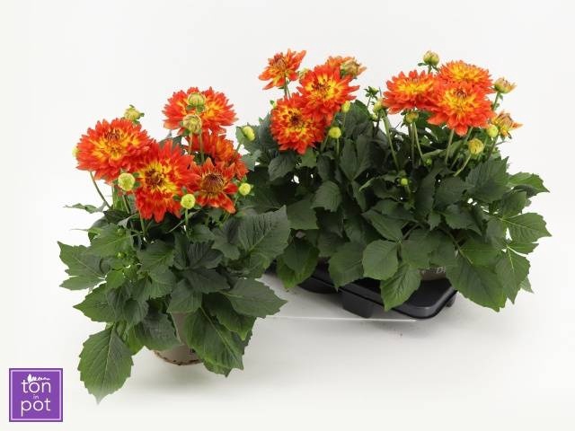 <h4>DAHL L MAG FUN FLAME</h4>