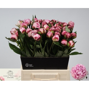 PAEO L SARA BERNHARD