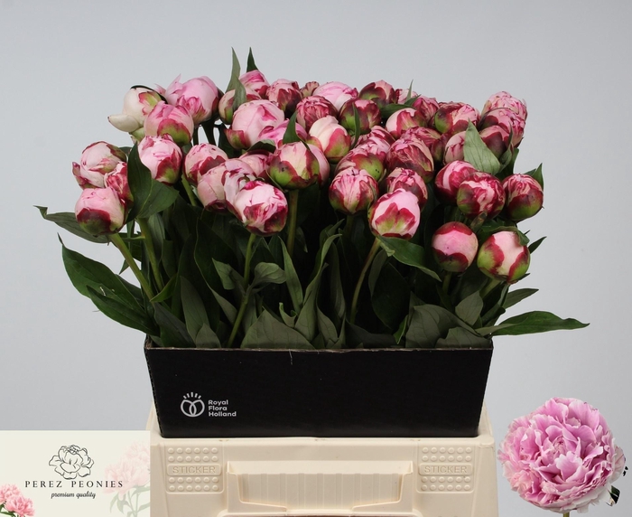 <h4>PAEO L SARA BERNHARD</h4>