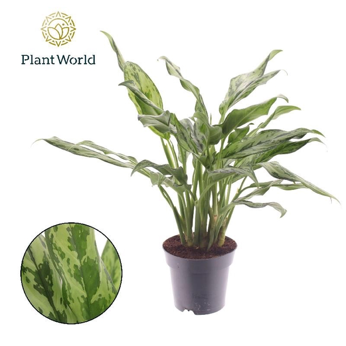 <h4>Aglaonema Miss Juliette</h4>