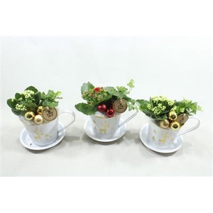 6989 ZINK KOP/SCHOTEL ROOD/WIT