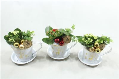 <h4>6989 ZINK KOP/SCHOTEL ROOD/WIT</h4>