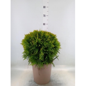 Thuja occid. 'Danica'