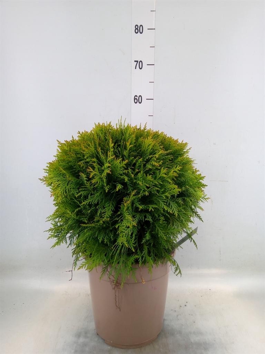 <h4>Thuja occid. 'Danica'</h4>