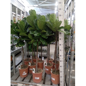 Ficus   ...
