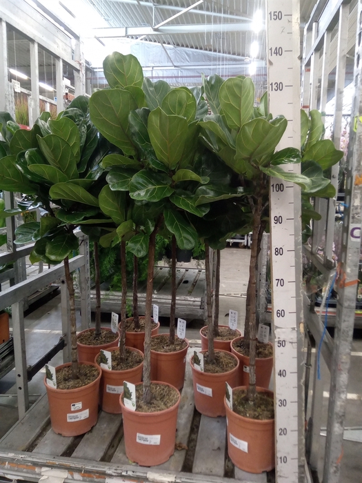<h4>Ficus   ...</h4>
