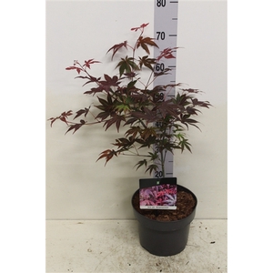 Acer palmatum 'Atropurpureum' P23 potgekweekt