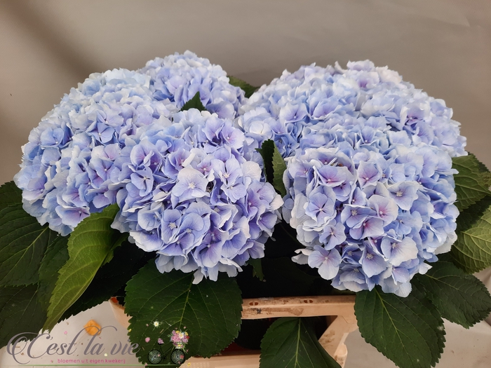 <h4>HYDR M CH VERENA BL</h4>