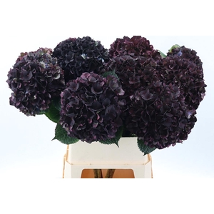 Hydr M Mag Ruby Cl P