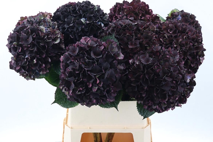 <h4>Hydr M Mag Ruby Cl P</h4>