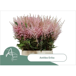ASTIL AR ERIKA